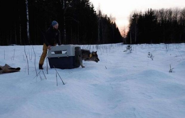 Estonští dělníci zachránili "psa" ze zamrzlé řeky a nevěděli, že to byl vlk