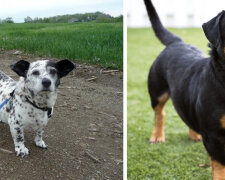 Roztomilé a chlupaté: Kříženci Corgi s jinými plemeny vypadají jako Corgi v kostýmech jiných plemen psů