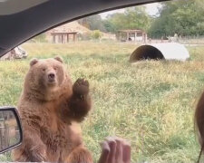 Spokojený a dobře krmený medvěd zamával tlapou na rozloučenou