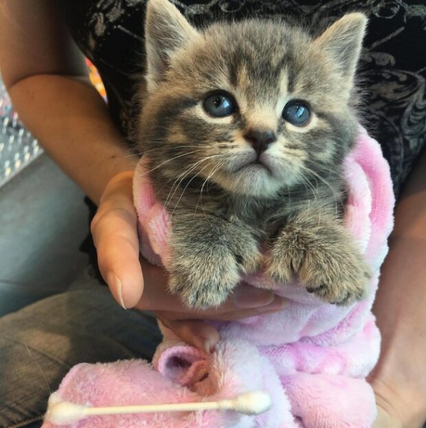 Zdroj fotografie: lovemeow.com