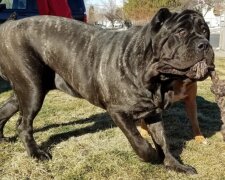 Snad největší štěně na světě: "Obrovské jako skříň"