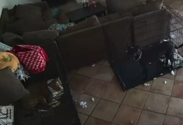 Pes. Foto: snímek obrazovky TikTok