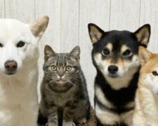 Říká se, že lidé, kteří spolu žijí dlouhou dobu, si jsou trochu podobní. Domácí mazlíčci jsou často podobní svým majitelům