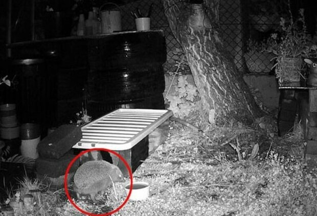 Fotografie: i.dailymail.co.uk