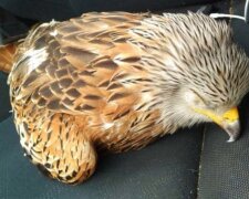 Fotografie: 4tololo.ru