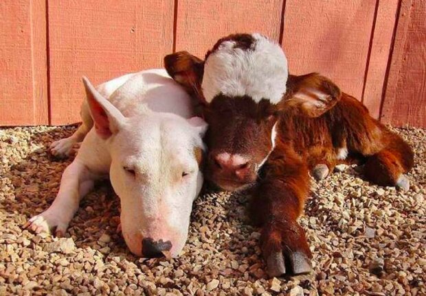 "Psi nahradili jí mámu." Zachráněná kráva žije v domě se dvanácti psy a myslí si, že je stejná jako oni