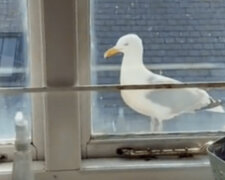 "Je to docela roztomilé": Dívka si stěžuje na racka, který ji každý den sleduje z okna koupelny