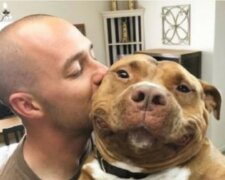 Pitbull Knedlíček se nepřestává usmívat od doby, co opustil útulek. Jeho dojemné fotografie Vás zahřejí u srdce