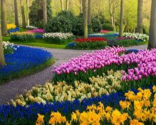 Nejkrásnější tulipánový park Keukenhof na světě bez jediného návštěvníka