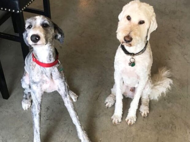 Fotografie: duck.show