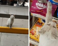 Mazaná toulavá kočka nalákala Mexičanku do oddělení pro zvířata, ale dostala nejen jídlo, ale také nový dům