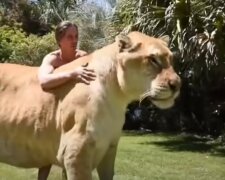 Bílý "ligr" přezdívaný Apollo dosáhl vrcholu svého růstu a stal se největším na světě