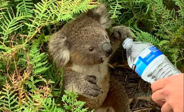 "Zachraň mě." V celé Austrálii lidé osobně zachraňují koaly před ohněm