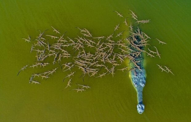 Krokodýl. Foto: snímek obrazovky ekabu.ru