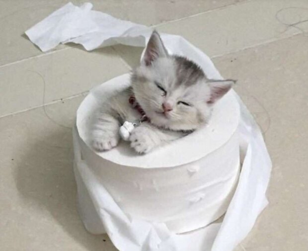 Fotografie: duck.show