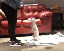 Jak štěně s pěti tlapkami našlo majitele a odešlo do nového domova