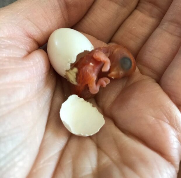 Papoušci. Foto: snímek obrazovky laykni.com