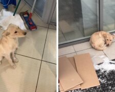 Laskavý pes se snažil zahřát u dveří v autosalonu