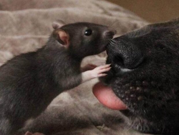 Fotografie: voobsheogon.ru