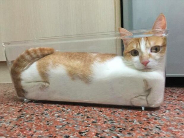 Nový fyzikální zákon říká, že kočky jsou speciální tekutiny s efektem chlupatosti