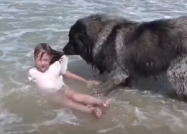 Zvíře a ditě. Foto: snímek obrazovky YouTube