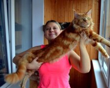 Obrovský zrzavý mainský mývalí kocour a jeho zrzavá rodinka "nabízí se seznámit"