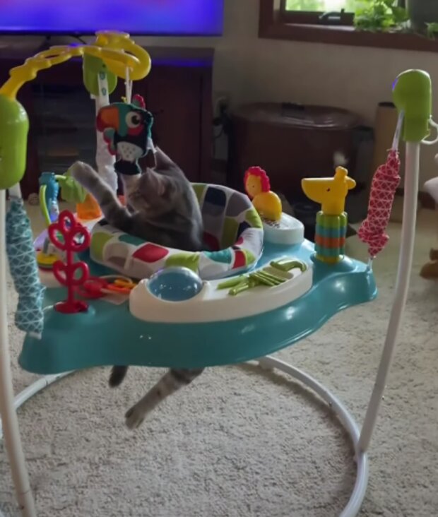 Kočka. Foto: snímek obrazovky YouTube