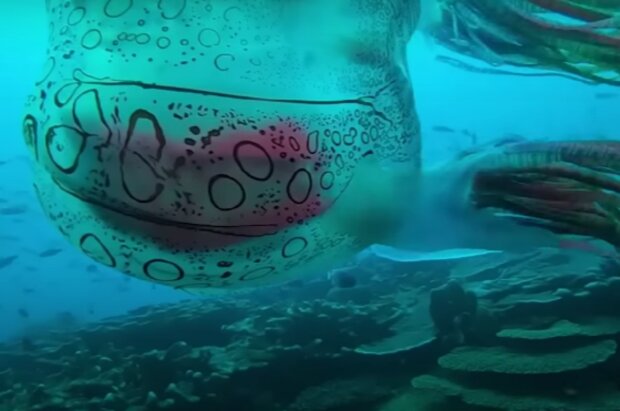 Neobvyklá medúza. Foto: snímek obrazovky YouTube
