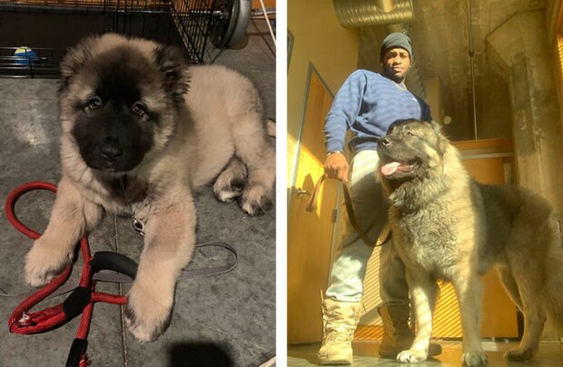 Pes a kluk. Foto: snímek obrazovky WellPolished_ / twitter