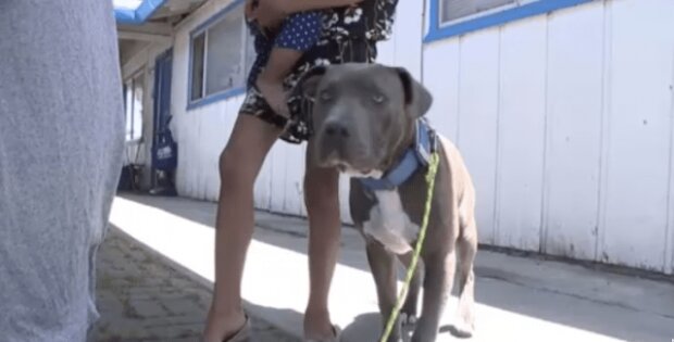 Chlupatý hrdina: jak pes zachránil rodinu