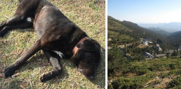 Chlap v horách narazil na sotva živého psa a zavolal na číslo na obojku: byl požádán, aby nechal psa v klidu