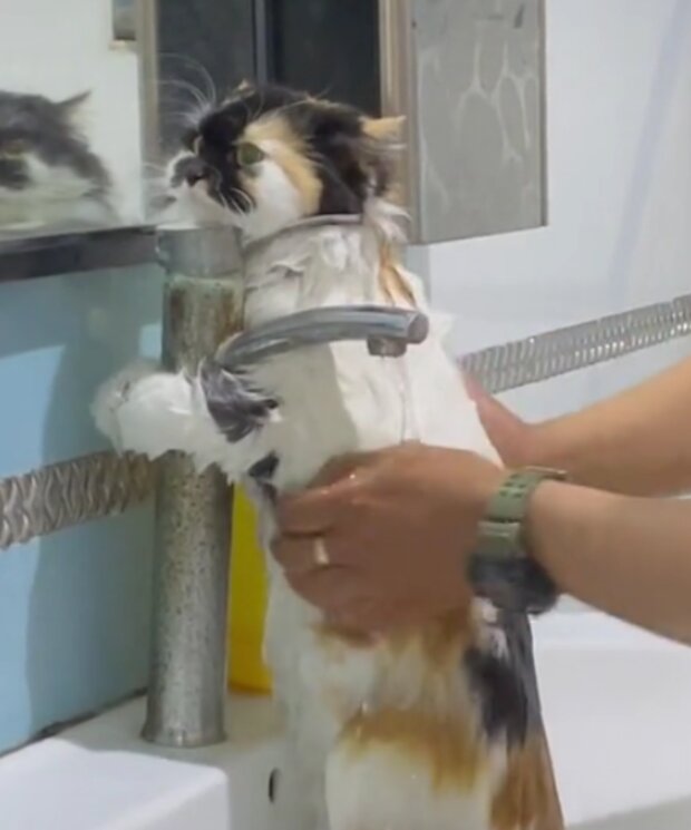 Kočka. Foto: snímek obrazovky TikTok