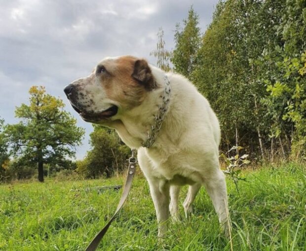 Pes. Foto: snímek obrazovky sobakopedia.ru