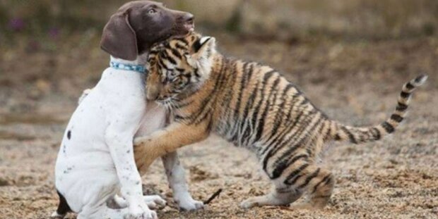 „Trochu jiný, ale co“: Jak tygří mládě odmítnuté jeho matkou našlo svého nejlepšího přítele – štěně