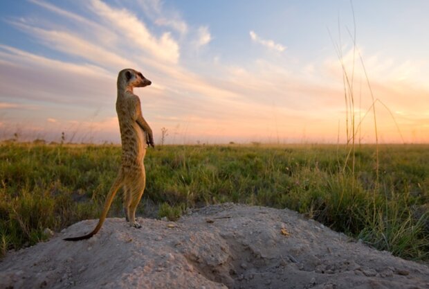 Surikaty. Foto: snímek obrazovky udivitelno.com