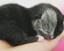 Kotě chiméra se stalo úžasnou kočkou