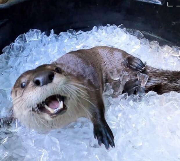 Oregonská Zoo. Foto: snímek obrazovky Facebook