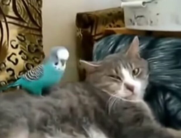 Kočka a papoušek. Foto: snímek obrazovky YouTube