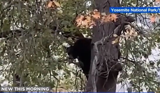 Medvěd v parku vylezl na strom a zpíval