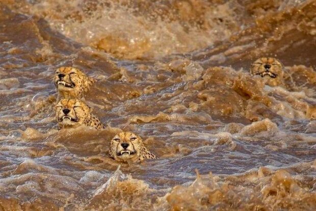 “Pro tuto rodinu to byl opravdový křest ohněm”: jak pět gepardů přeplavalo řeku hemžící se krokodýly
