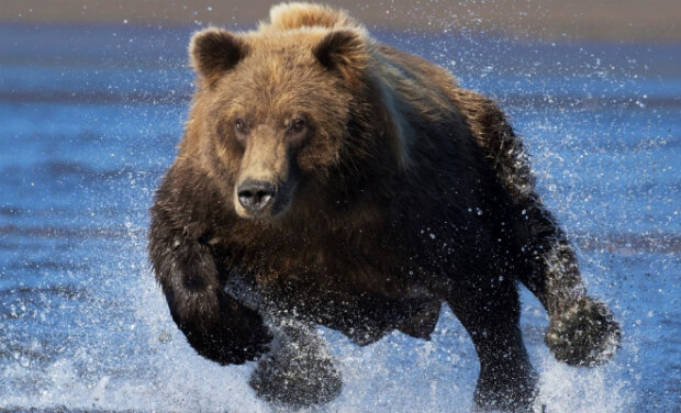 Je těžké utéct od medvěda: řidič zachytil 200 kilogramové zvíře, které běží s rychlostí automobilu