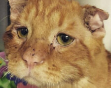 Jak se změnil toulavý kocour, když ho adoptovala milující rodina