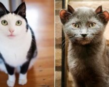 "S jiskrou": neobvyklé domácí zvířata, jejichž vzhled je nad rámec obvyklého