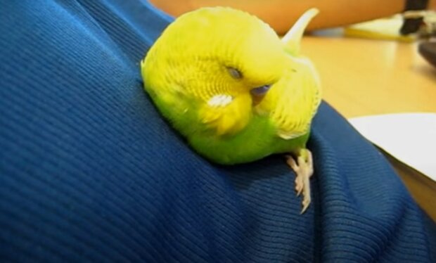 Papoušek. Foto: snímek obrazovky Youtube