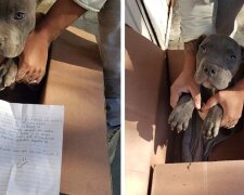 Dvanáctiletý chlapec dal své štěně do útulku, aby ho ochránil před otcem