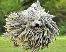 Fotografie: sobaky.info