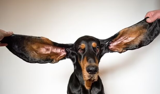 Guinessova kniha rekordů. Foto: snímek obrazovky dailymail.co.uk