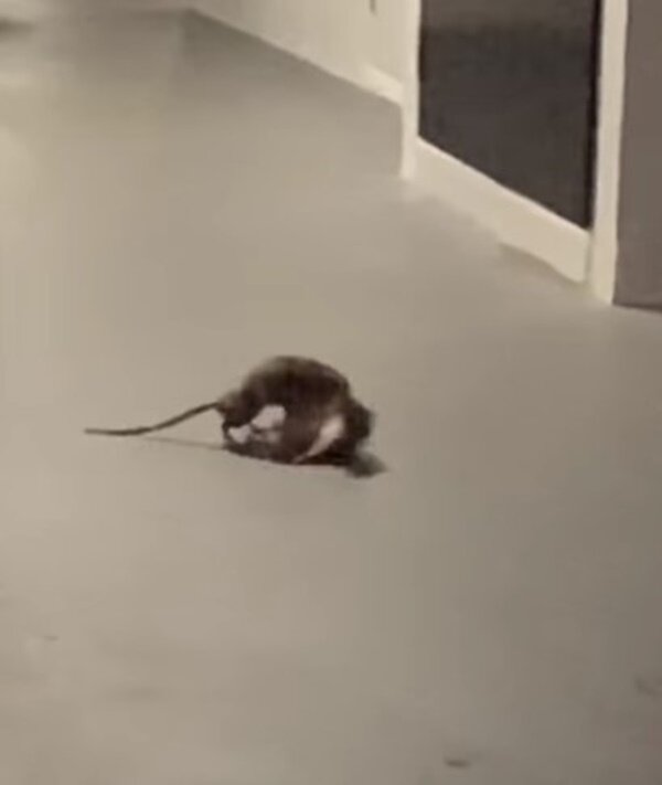 Fotografie: 4tololo.ru