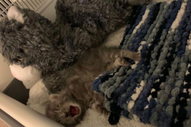 Kočka. Foto: snímek obrazovky YouTube