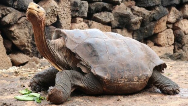 “Zachránce svého druhu.” Želva s legendárním libidem se vrací na Galapágy